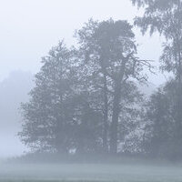 Waldrand