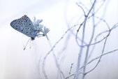 Blaue Stunde - Ulrich Gunka